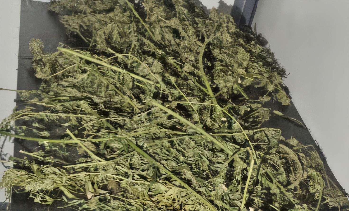 Ponad 2 kg marihuany w garażu. W Pile pies wskazał kolejną skrytkę