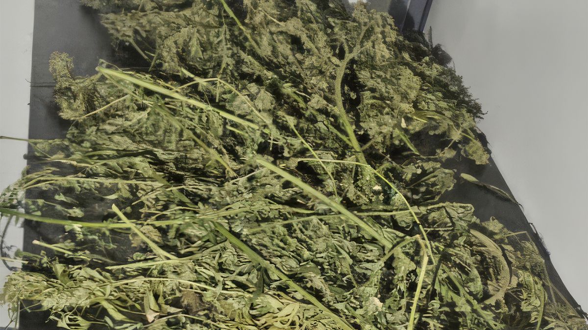 Znaleziona marihuana