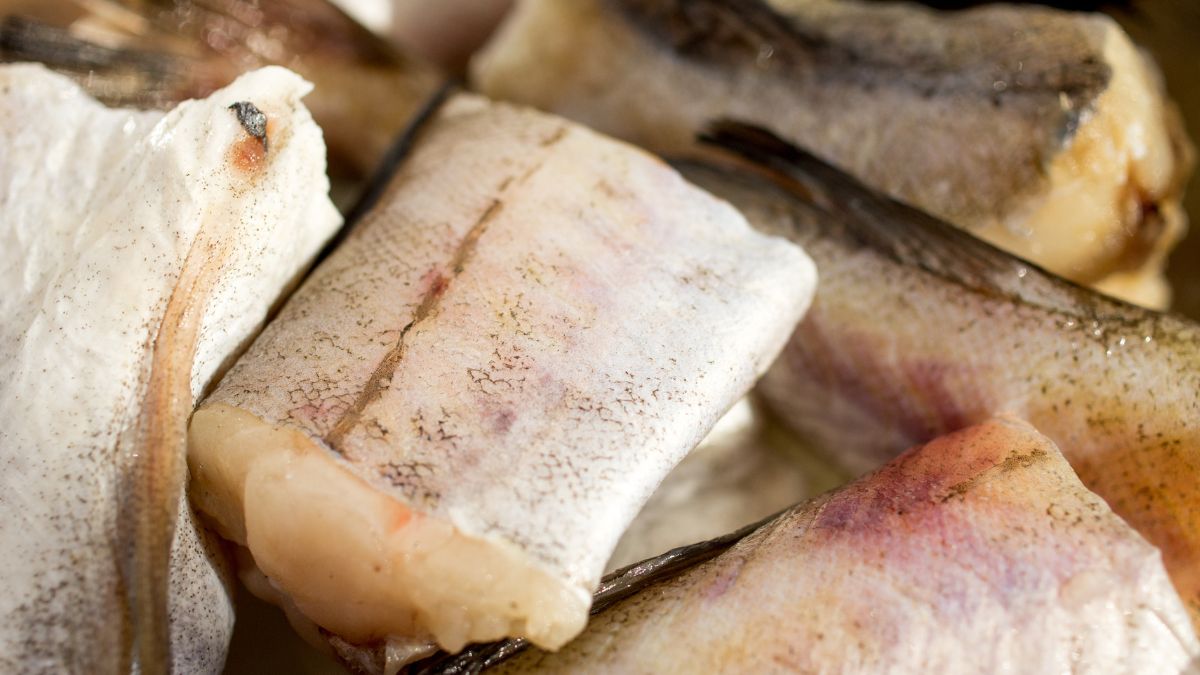 Dorsz czarny - niezwykła ryba z Morza Północnego