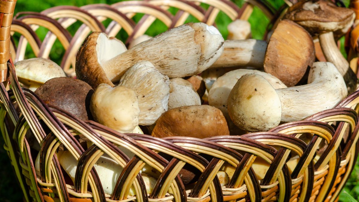 W ten weekend są duże szanse na pełne kosze