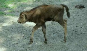 Konkurs fotograficzny ZOO BABY BOOM