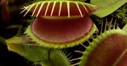 Mięsożerna roślina: piękna i niezbepieczna?