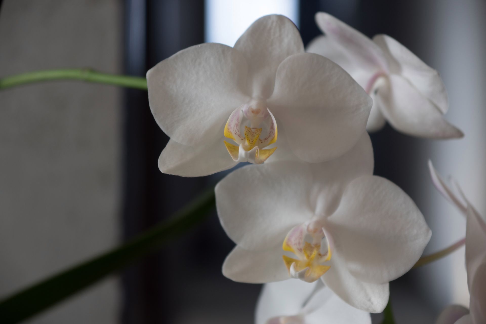 Sony A68 - test aparatu pełnego kontrastów 56