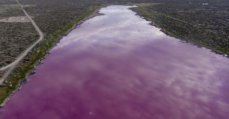 Argentyna. Lauguna Corfo zmieniła kolor na różowy
