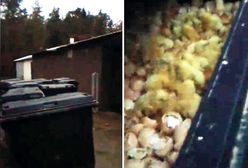 Żywe kurczaki w kontenerze z odpadami. "Awaria przy utylizacji"