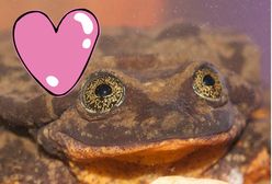 Żaba ogłasza się na portalu randkowym. Ekologiczne lovestory