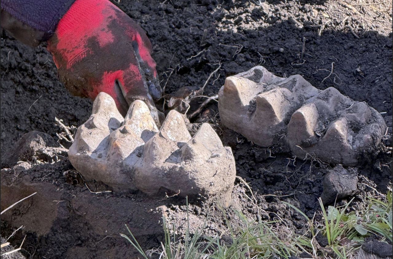 Amerykanin odkrył szczątki mastodonta 