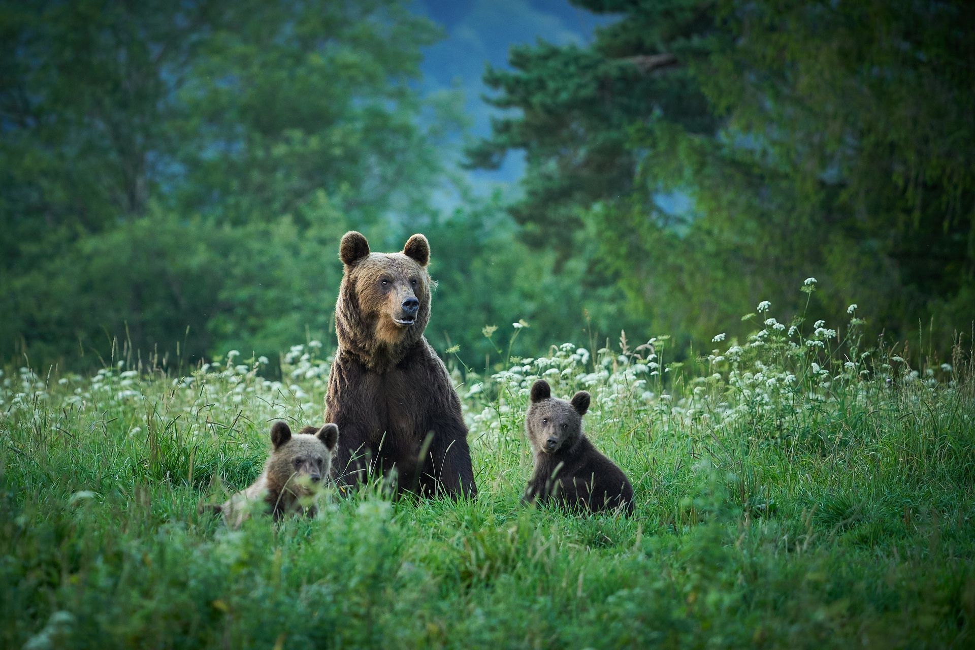Nietypowy plan na niedźwiedzie. Kluczem są stare sady owocowe