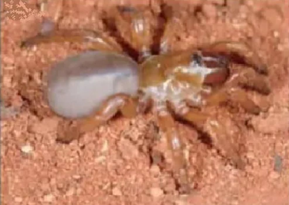 Nowy gatunek pająka