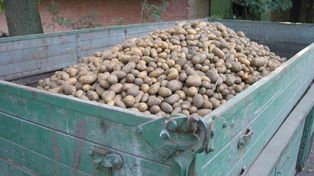 Ziemniaki zalegają w magazynach. Ceny w skupach krytycznie niskie