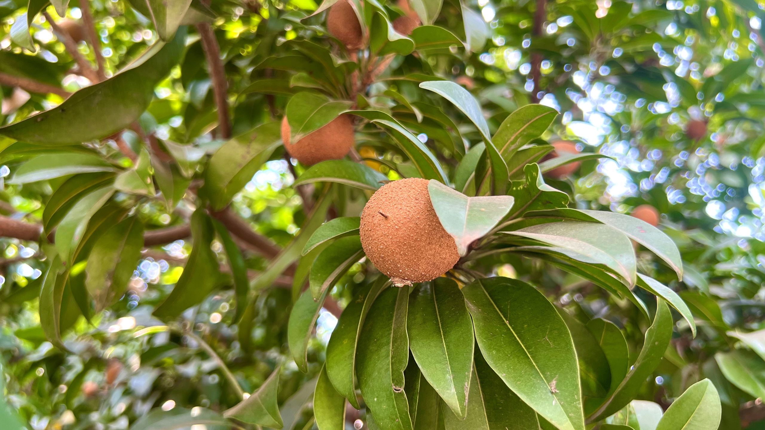 Sapodilla 