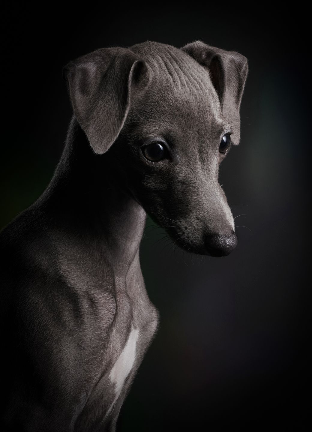 Najpiękniejsze zdjęcia psów w konkursie Dog Photographer of the Year 2018 9