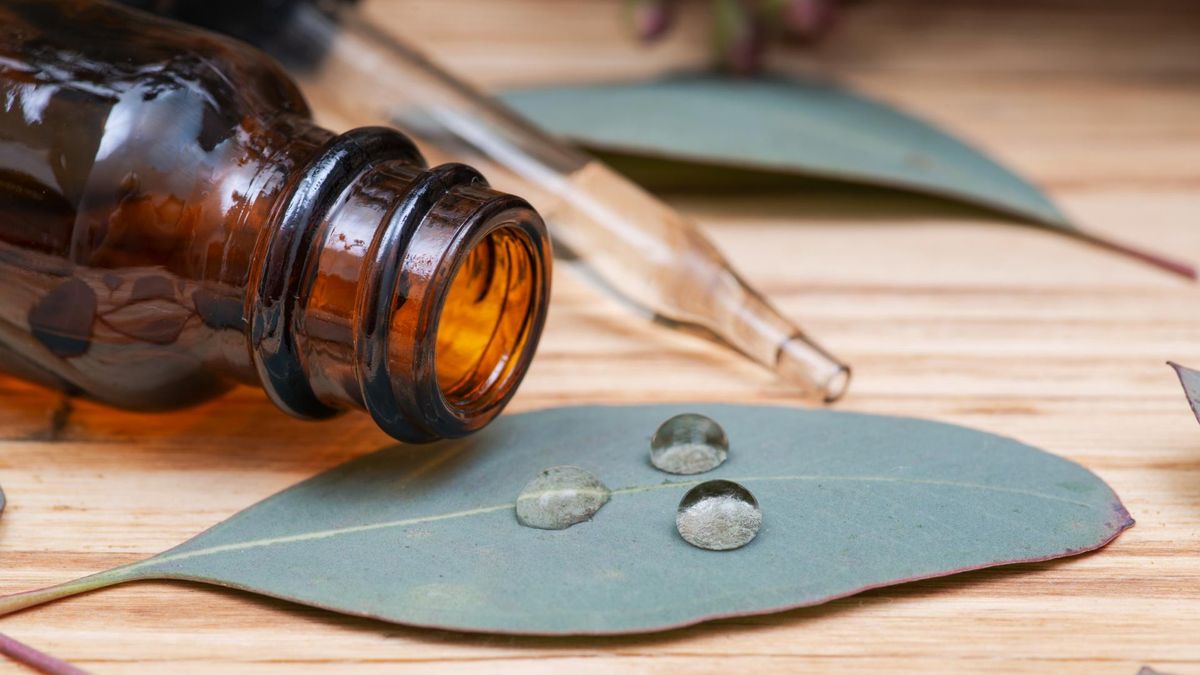Olejek eukaliptusowy chętnie wykorzystuje medycyna naturalna i aromaterapia