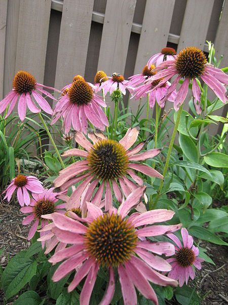 Echinacea, czyli remedium dla naiwnych 3