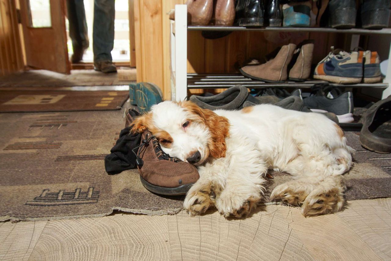 Pies śpi w Twoim bucie? Powód jest zupełnie inny, niż myślisz