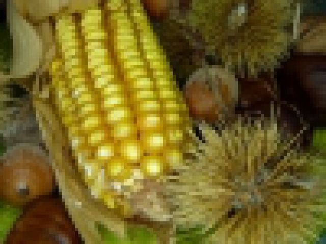 Mikotoksyny wywołać mogą problemem w ziarnie kukurydzy