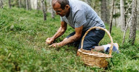 Bije na głowę inne grzyby. Najedz się, póki trwa sezon