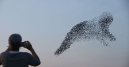 W pogoni za szpakami: fotograf śledzi ptaki, by ująć ich piękne formacje