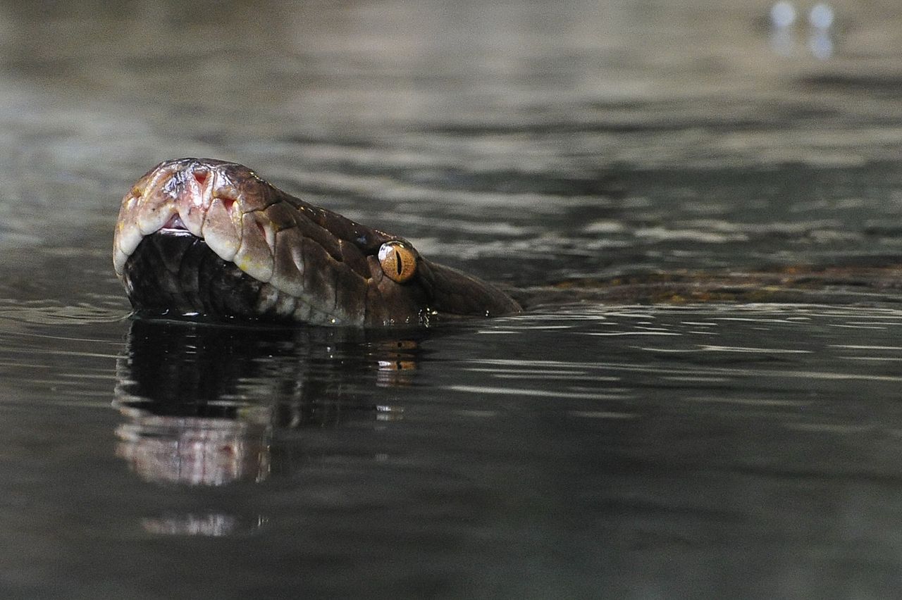 Pyton siatkowy jest obecnie uznawany za największego węża na świecie - zdjęcie ilustracyjne