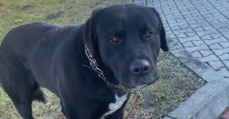 Pies przywiązany do barierek na autostradzie. Policja szuka właścicieli