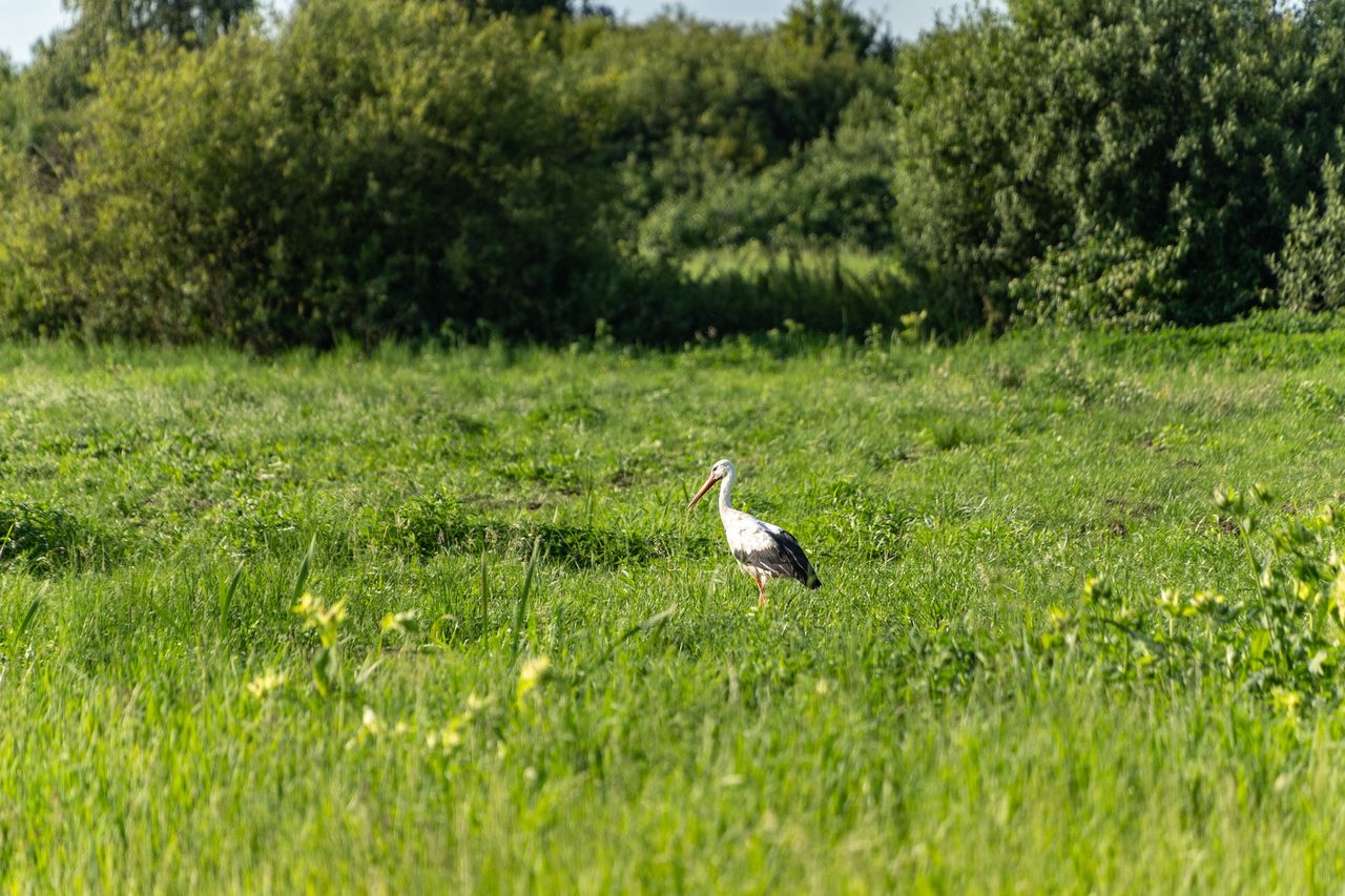 Wyciąg, osada koło Osieka nad Notecią.