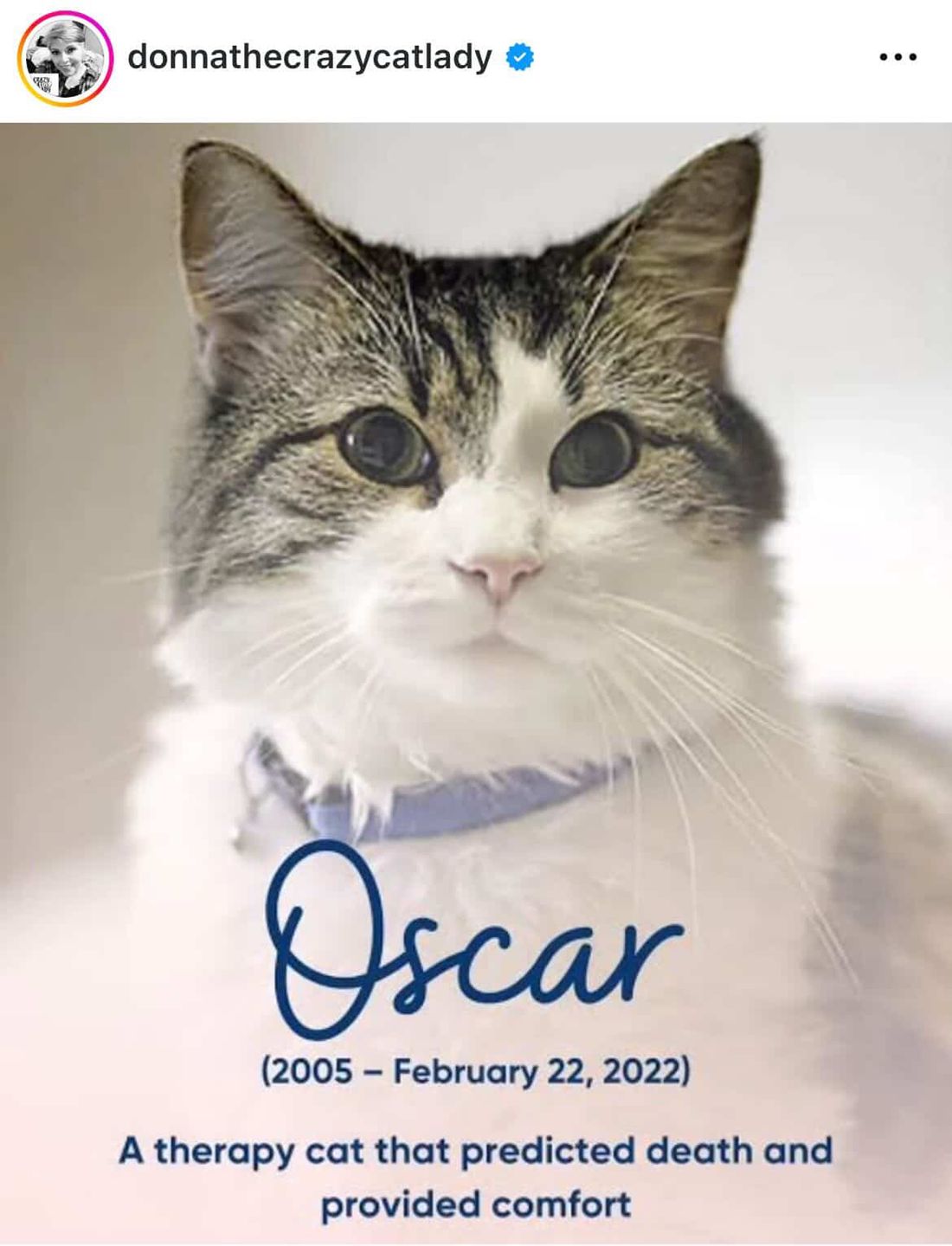 Kot Oscar przewidział śmierć u stu pacjentów