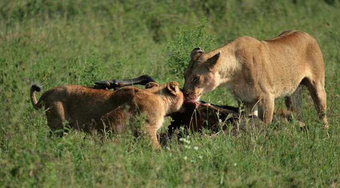 Bohaterki świata zwierząt