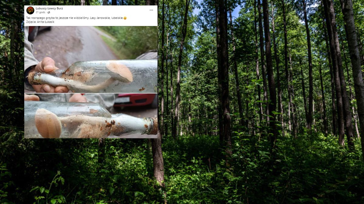 Zdjęcie grzyba wywołało sensację wśród internautów. Powód? Oto co się z nim stało po zamknięciu w butelce!