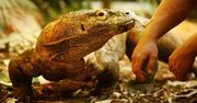 Nowa Czerwona Księga. Zagrożonych 38 tys. gatunków, ale są też dobre wiadomości
