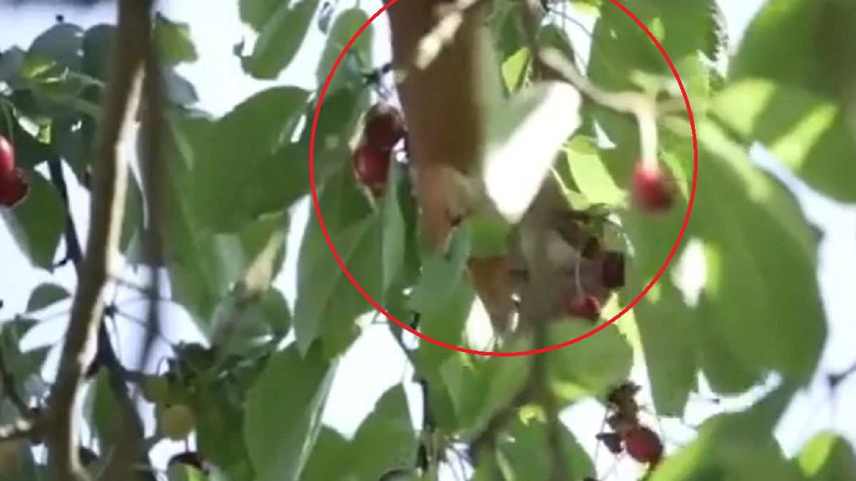 Przyłapali ją w leśniczówce. Rzuciła się na czereśnie. 