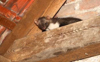 Rozłóż na poddaszu, w piwnicy i garażu. Kuny więcej się nie pojawią