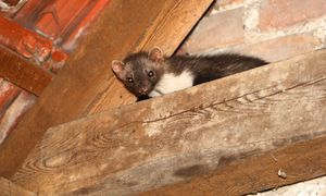 Rozłóż na poddaszu, w piwnicy i garażu. Dla kun to fetor