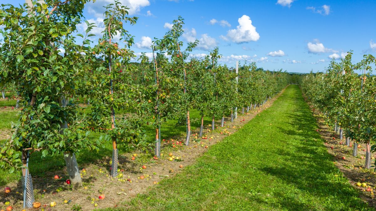 Dwaj mężczyźni, którzy usiłowali ukraść jabłka z sadu w Promyko 