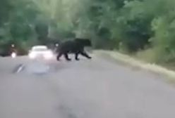 Niedźwiedź wyszedł jej na drogę. Niecodzienne spotkanie w Bieszczadach