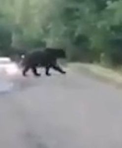 Niedźwiedź wyszedł jej na drogę. Niecodzienne spotkanie w Bieszczadach