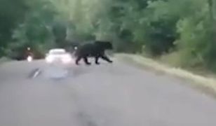 Niedźwiedź wyszedł jej na drogę. Niecodzienne spotkanie w Bieszczadach