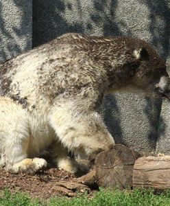 Warszawskie Zoo zaniedbuje niedźwiedzie polarne? Zoo dementuje plotki
