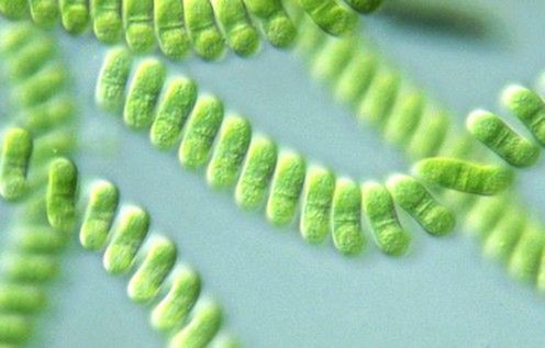 Samorozpuszczające się sinice kluczem do nowych biopaliw? 2