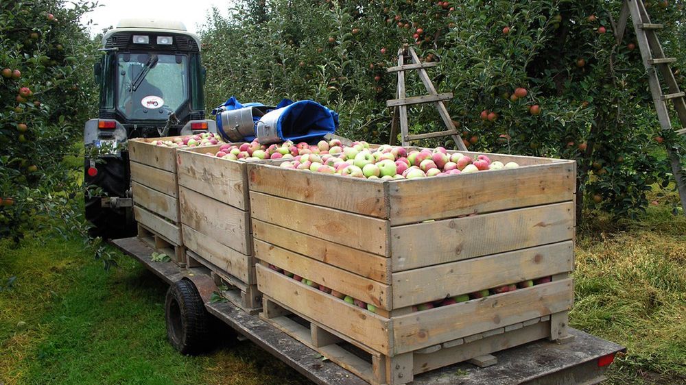 Producenci soków proponowali rządowi przygotowanie interwencyjnego skupu. teraz jednak protestują