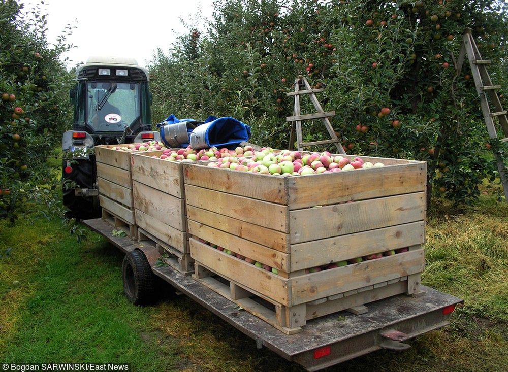 Pół miliona ton jabłek kupi firma wyznaczona przez rząd. Producenci soków widzieliby to inaczej