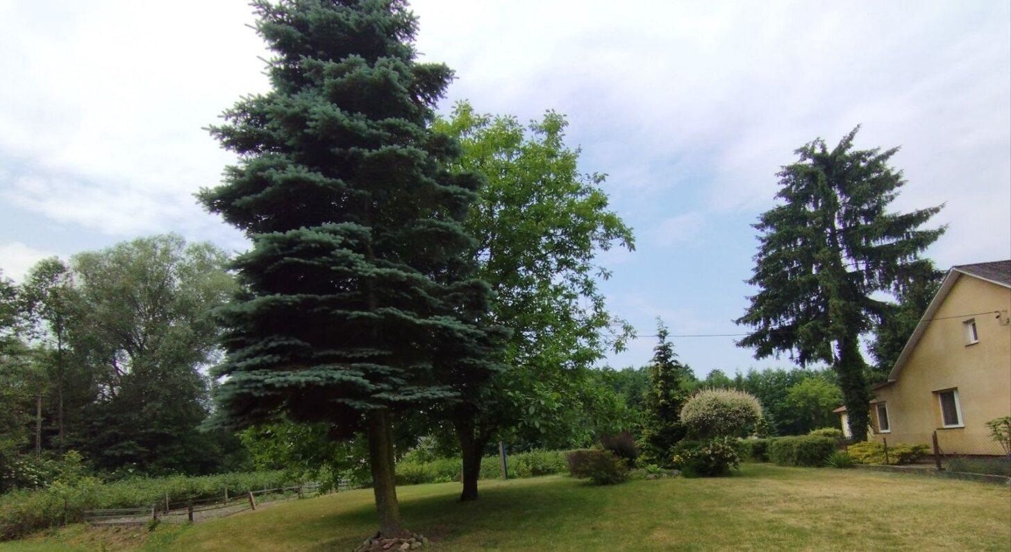 Plantacja w Rogożewku