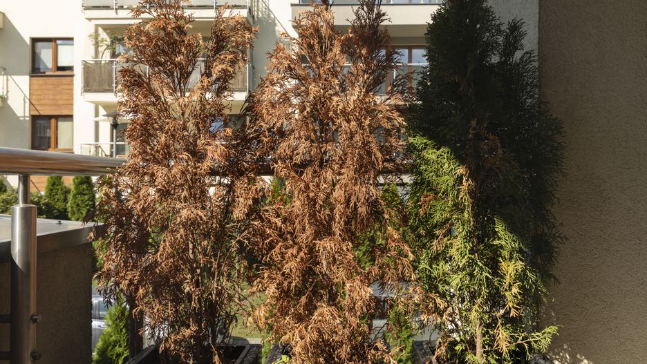 Decorative thujas have dried up on the balcony.
Decorative thujas have dried up on the balcony. The home plant died due to untimely watering.
Liliia  Yurkevych
decorative thuja, thuja, dry leaves, perishing, home plant, pot, wither, background, tropical, withering