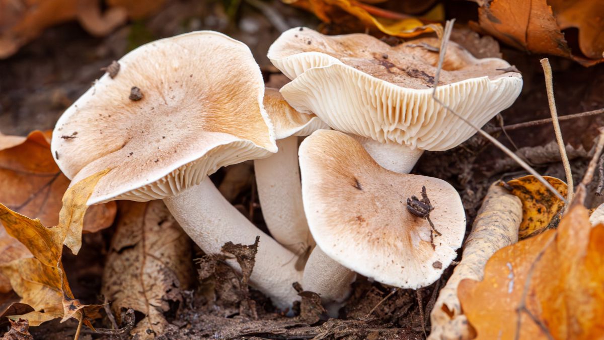 Lejkówka szarawa wygląda jak połączenie pieczarki z kurką