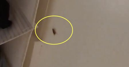 Wynajęła mieszkanie na miesiąc. Wytrzymała w nim 18 godzin