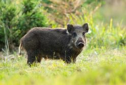 Niemcy. Leśnicy chcą zabić dzika, który zabrał turyście torbę