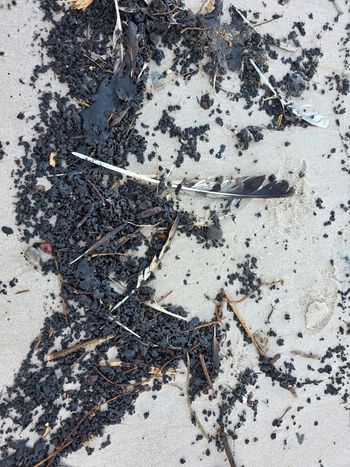 Czarna, lepka substancja na plażach. Ustka zamyka wybrzeże do odwołania