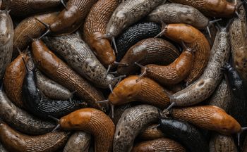 Plaga ślimaków w Polsce. Ten gatunek może przenosić pasożyty