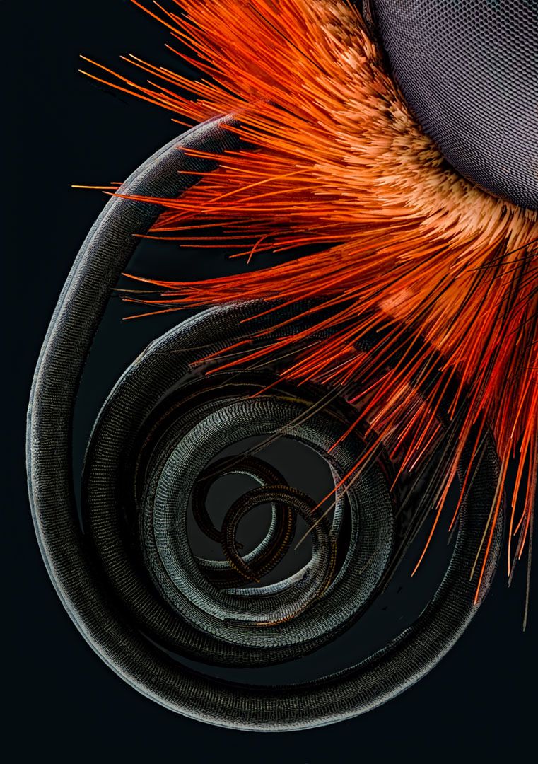 Wspaniały świat z bliska, czyli finaliści Nikon’s Small World 2016. Polacy wśród wyróżnionych 5