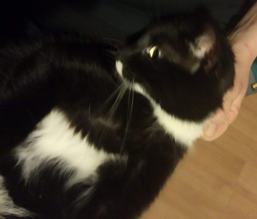 Czy koty przywiązują się do ludzi?