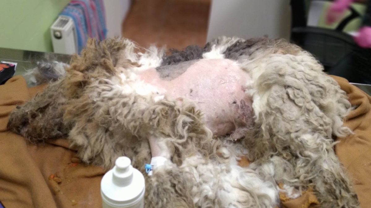 Pies został wyrzucony przez balkon z 2. piętra 